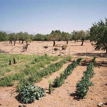 Agroturismo Es Quatre Cantons Binisalem Exterior foto