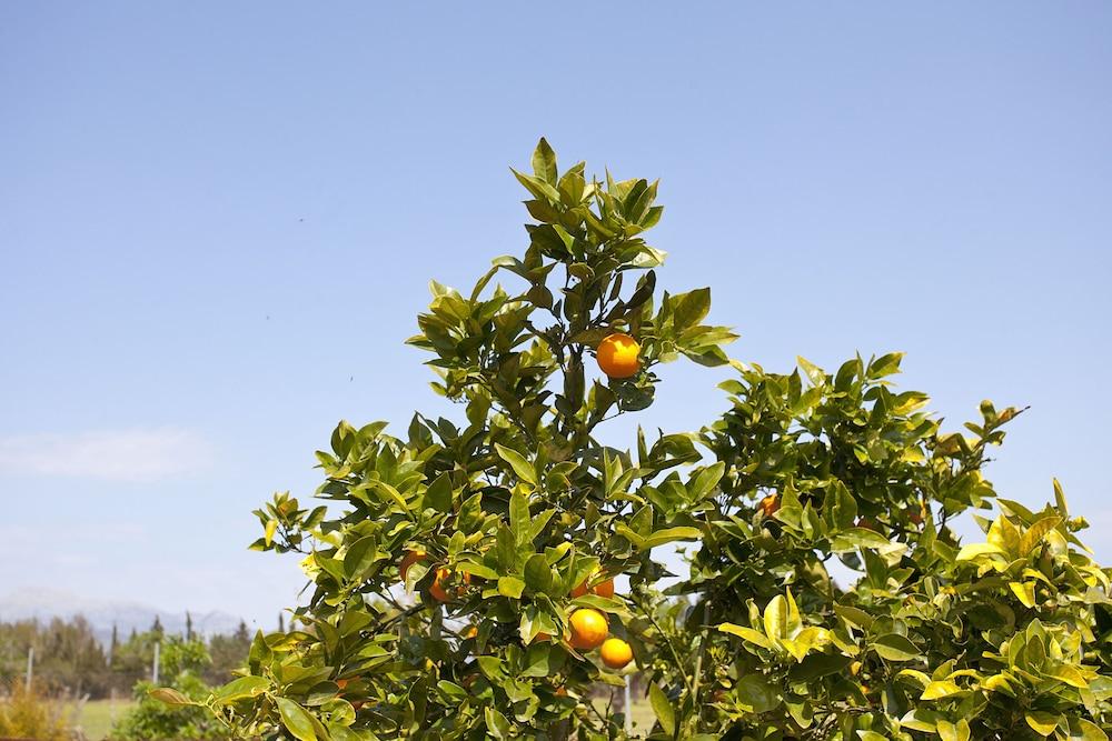 Agroturismo Es Quatre Cantons Binisalem Exterior foto